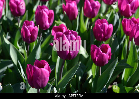 Keukenhof Gärten, Lisse, Niederlande Stockfoto