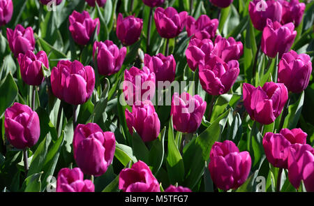 Keukenhof Gärten, Lisse, Niederlande Stockfoto