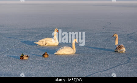 Höckerschwäne und wilde Enten auf dem Eis des Plattensees in Ungarn Stockfoto