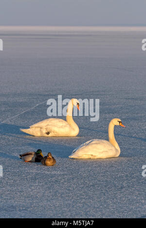 Höckerschwäne und wilde Enten auf dem Eis des Plattensees in Ungarn Stockfoto