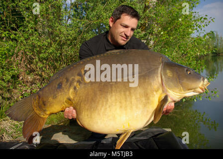 Karpfen angeln. Lucky Fisherman Holding ein riesiger Spiegel Karpfen Stockfoto