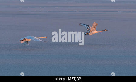 Höckerschwäne fliegen über den Balaton im Winter Stockfoto