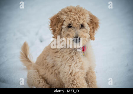 Goldendoodle Festlegung im Gras Stockfoto