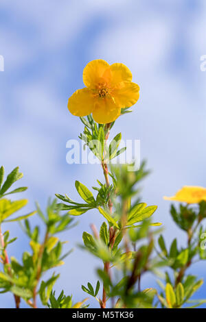 Gelbe Blume von Dasiphora fructicosa erreichen in Richtung blauer Himmel mit einigen Wolken. Stockfoto