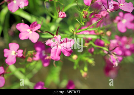 Rosa Lobelia erinus Blumen, geringe Tiefenschärfe. Stockfoto