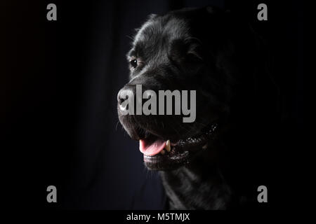 Closeup Portrait von Labrador Hund Stockfoto