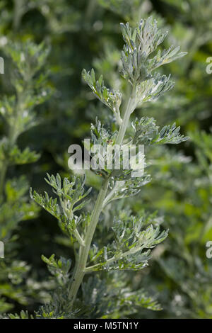 Wermut (Artemisia Absinthium Äkta malört) Stockfoto