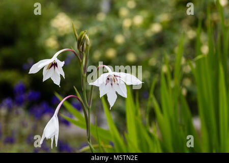 Bin urielae" Abessinier, Gladiolen (Gladiolus Doftlilja murielae) Stockfoto