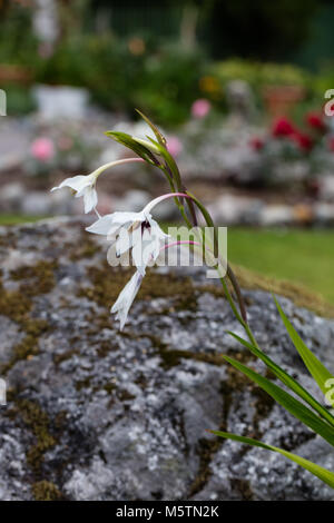 Bin urielae" Abessinier, Gladiolen (Gladiolus Doftlilja murielae) Stockfoto