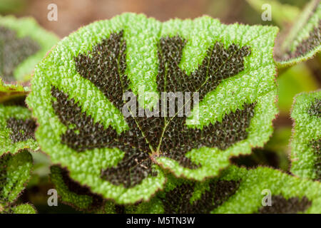 Iron Cross (Begonia Begonia, Järnkorsbegonia masoniana) Stockfoto