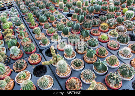 Angebot Kaktus im Gartenbau. Reihen von kleinen Kakteen in Töpfen, Ansicht von oben. Stockfoto