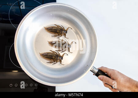 Herstellung von essbaren Insekten auf einem Kochfeld. Gebratener Riesenwasserkäfer - Lethocerus indicus in einer Pfanne. Stockfoto