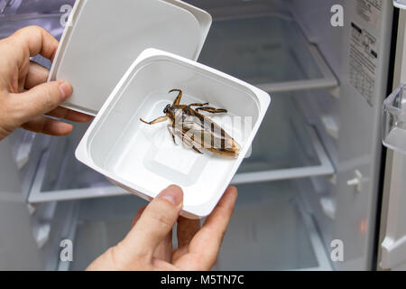 Angebot von essbaren Insekten aus einem leeren Kühlschrank. Man nimmt gebratenen Riesenwasserkäfer - Lethocerus indicus in Plastikkiste aus dem leeren Kühlschrank. Stockfoto