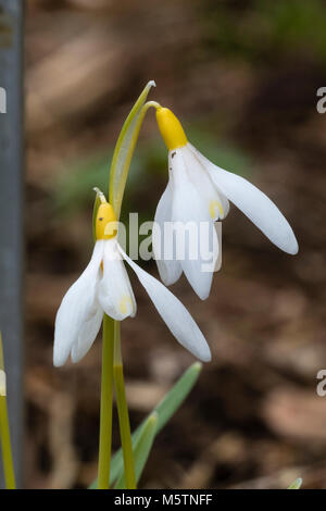 Gelbe Eierstock und Markierungen der späten Winter blühende Schneeglöckchen, Galanthus nivalis Sandersii Gruppe "spechte" Stockfoto