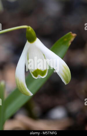 Einzelne Blume auf dem Grün markiert, Winter blühende Schneeglöckchen, Galanthus nivalis Der charlockii Gruppe' Stockfoto