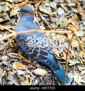 Naturen Tarnung... Wild orientalische Turteltaube, Streptopelia orientalis. Stockfoto