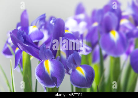 Iris pumila in voller Blüte, die gemeinhin als sibirische Iris oder Sibirische Flagge bekannt, Stockfoto
