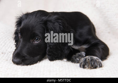 Eine englische Cocker Spaniel Welpen. Stockfoto