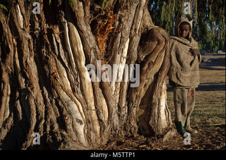 Wacholder (Juniperus procera) + Hirt (Äthiopien) Stockfoto