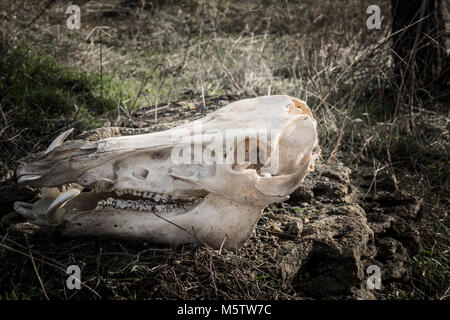 Schädel von Wildschweinen auf Gras Hintergrund in dunklen düsteren Stil Stockfoto