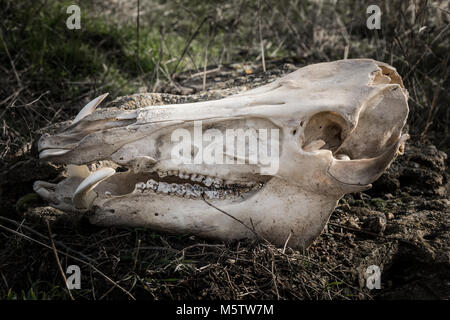 Schädel von Wildschweinen auf Gras Hintergrund in dunklen düsteren Stil, close-up Stockfoto