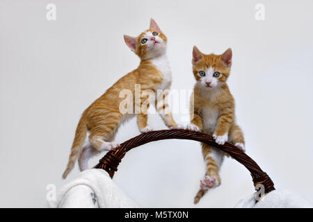 Zwei verspielte Katze Kätzchen, orange Tabby mit weiss Europäisch Kurzhaar, spielen, klettern und gymnastischen Übungen versuchen auf einem Griff aus einem Korb Stockfoto