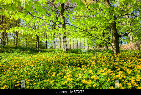 Englisch Wald im Frühling Stockfoto