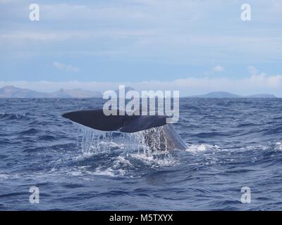 Sperm whale Fluke, Madeira Insel (Atlantischer Ozean) Stockfoto