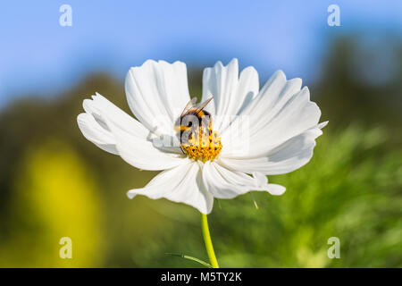 Hummel auf Cosmos' Psyche Weiß' Stockfoto