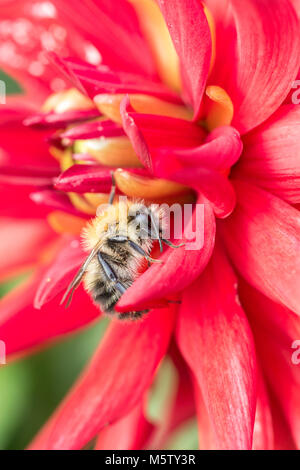 Carder Biene auf Dahlie 'Alva Doris' Stockfoto