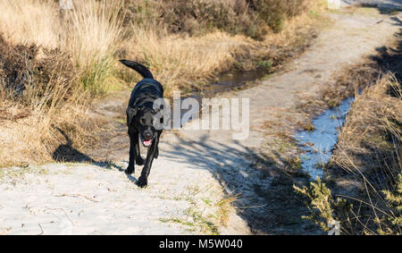 Schwarzer Labrador Stockfoto