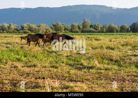 Pferde frei laufende im Abendlicht. Stockfoto