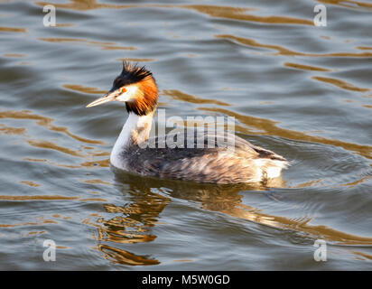 Grebentaucher (Podiceps christatus) Stockfoto