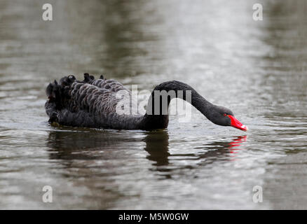 Schwarzer Schwan (Cygnus atratus) Stockfoto