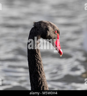 Black Swan (Cygnus olor) Stockfoto