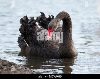 Schwarzer Schwan (Cygnus atratus) Stockfoto