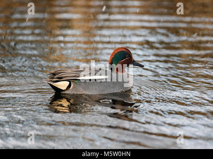 Krickente (Anas Vogelarten) Stockfoto