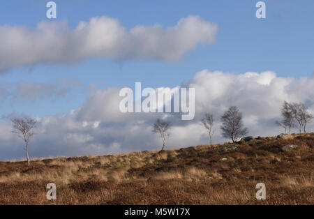 Blattlosen winter Hänge-birke (Betula pendula) Bäume wachsen unter den Toten Adlerfarn, Heidekraut und Gräser auf froggatt Kante. Froggatt, Derbyshire, UK. Stockfoto