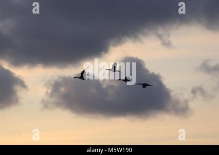 In Pickering Strand genommen, während die Sonne aufging. Stockfoto