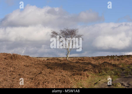 Blattlosen winter Hänge-birke (Betula pendula) Bäume wachsen unter den Toten Adlerfarn, Heidekraut und Gräser auf froggatt Kante. Froggatt, Derbyshire, UK. Stockfoto