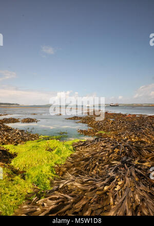 Meereslandschaft und Blick auf Felsen, Algen, Sand und Algen vom niedrigen Standpunkt aus mit blauem Himmel und Wolken. Scilly-Inseln, England Stockfoto