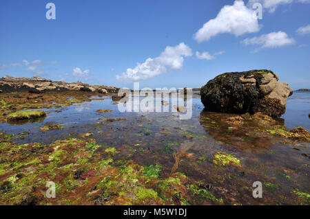 Meereslandschaft und Blick auf Felsen, Algen, Sand und Algen vom niedrigen Standpunkt aus mit blauem Himmel und Wolken. Scilly-Inseln, England Stockfoto