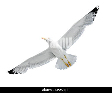 Fliegende Möwe isoliert auf weißem Hintergrund Stockfoto