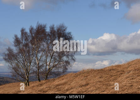 Blattlosen winter Hänge-birke (Betula pendula) Bäume wachsen unter den Toten Adlerfarn, Heidekraut und Gräser auf froggatt Kante. Froggatt, Derbyshire, UK. Stockfoto