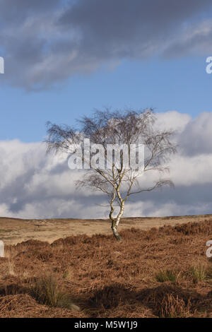 Blattlosen winter Hänge-birke (Betula pendula) Bäume wachsen unter den Toten Adlerfarn, Heidekraut und Gräser auf froggatt Kante. Froggatt, Derbyshire, UK. Stockfoto