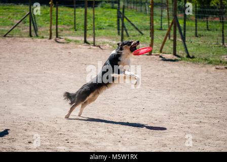 Hund verfing sich ein Flying Disc. Frisbee Stockfoto