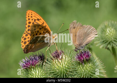 Silber - gewaschen Fritillaryschmetterling auf Thistle Stockfoto