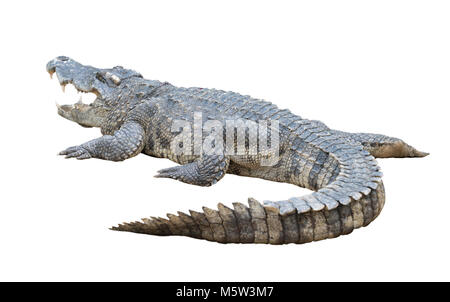 Eine Siamesische Krokodil auf weißem Hintergrund Stockfoto