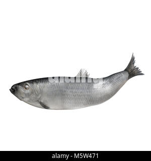 Frische Heringe Fisch isoliert auf Weiss. 3D-Darstellung Stockfoto