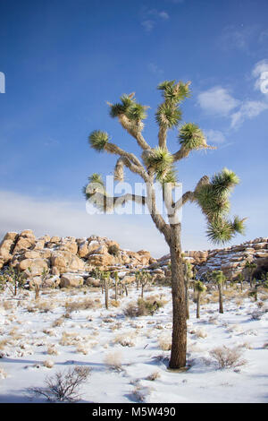 Schneefall auf dem Damm entlang Barker Trail. Stockfoto